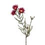 Artificial cape strawflower BEYA, burgundy-red, 24"/60 cm