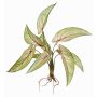 Artificial Calathea Ornata ASAGI, stick, roots, green-red, 16"/40 cm