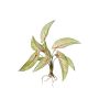 Artificial Calathea Ornata ASAGI, stick, roots, green-red, 16"/40 cm
