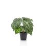 Artificial anthurium TESHI, green-cream, 10"/25 cm