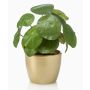 Artificial chinese money plant SYBIL in ceramic pot gold, green, 8"/20cm
