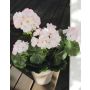 Artificial geranium AISCHA in decorative pot, white-pink, 14"/35cm, Ø2.4"-3.1"/6-8cm