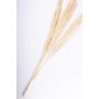 Bundle of reed panicles ELEONORA, dried, bleached, 4ft/115cm