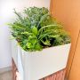 Welcome to Green Plant Arrangement – Customer request from Jörg