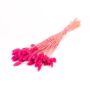 Dried canary grass BRAGILA in a bunch, fuchsia, 20"-30"/50-75cm, Ø4.7"/12cm