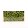 Genuine Icelandic moss SVEINBJÖRN, meadow green, 500g