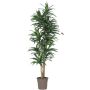 Artificial Dracaena Fragrans KANDIDA, natural stems, green-white, 5ft/150cm - Made in Italy