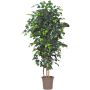 Decorative Ficus Benjamina LEONORET, real stems, green, 5ft/150cm - Made in Italy