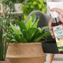 Fragrance Lemon Fern - Fresh Fragrance Decoration for Houseplants