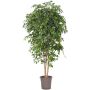 Artificial weeping fig LUDGARDIS, natural stems, green, 5ft/150cm - Made in Italy