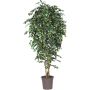 Artificial weeping fig LUDGARDIS, natural stems, green-white, 3ft/100cm - Made in Italy
