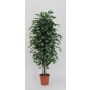 Decorative Ficus Benjamina KONRADE, real stems, green, 3ft/100cm - Made in Italy