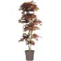 Decorative tree Japanese maple DANIIL, real stem, red-brown, 6ft/185cm - Made in Italy