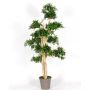 Decorative podocarpus MIRANA, natural stem, green, 6ft/180cm - Made in Italy