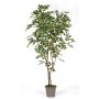 Decorative weeping fig BASILIO, real stems, green-white, 6ft/180cm - Made in Italy