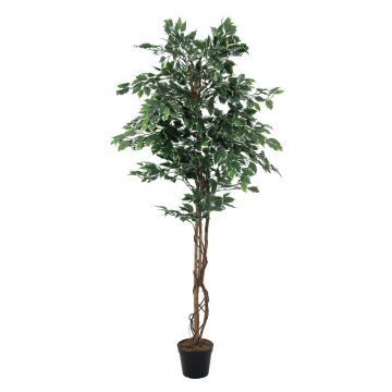 Plastic Ficus Benjamina JACOPO, natural stems, green-white, 6ft/180cm Plastic Ficus Benjamina JACOPO, natural stems, green-white, 6ft/180cm
