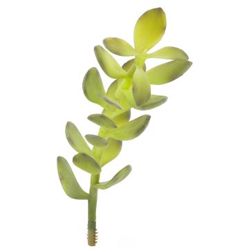 False crassula KOSMA, spike crossdoor, green, 12"/30cm, Ø4"/10cm