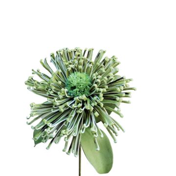 Plastic foam pincushion protea ISLARTINA, green-blue, 30"/75cm Plastic foam pincushion protea ISLARTINA, green-blue, 30"/75cm