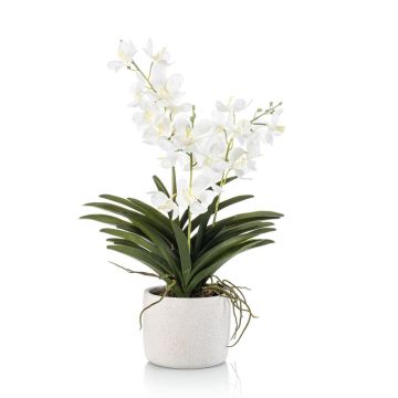 Artificial Vanda orchid PAVRA in ceramic pot, roots, white-cream, 24"/60cm Artificial Vanda orchid PAVRA in ceramic pot, roots, white-cream, 24"/60cm