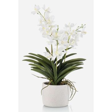Artificial Vanda orchid PAVRA in ceramic pot, roots, white-cream, 24"/60cm