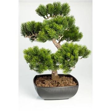 Fake Bonsai pine tree SHADIA, aerial roots, bonsai pot, 20"/50cm Fake Bonsai pine tree SHADIA, aerial roots, bonsai pot, 20"/50cm