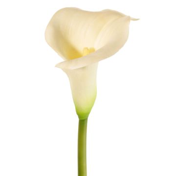 Artificial Calla Lily MIRAC, cream, 75 cm, 12 x 15 cm