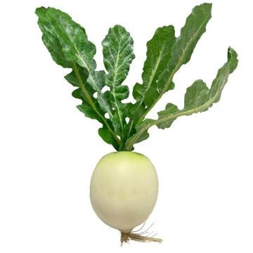 Decorative vegetable Radish KLAFA, white-green, 10"/26cm, Ø3.1"/8cm