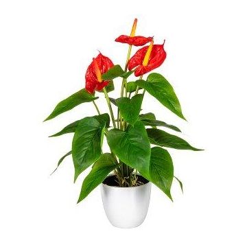Artificial flamingo flower PLOVIR in decorative pot, roots, red, 16"/40cm Artificial flamingo flower PLOVIR in decorative pot, roots, red, 16"/40cm