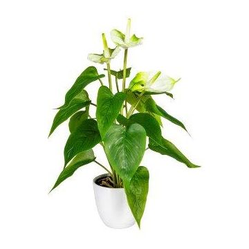 Artificial flamingo flower PLOVIR in decorative pot, roots, white-green, 16"/40cm Artificial flamingo flower PLOVIR in decorative pot, roots, white-green, 16"/40cm