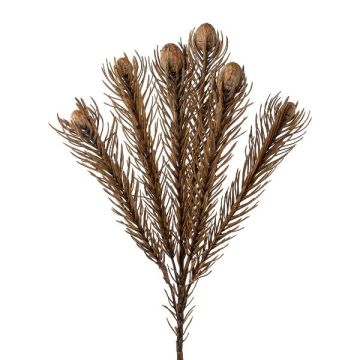 Decorative branch Pincushion protea KROLI, grey-brown, 20"/50cm Decorative branch Pincushion protea KROLI, grey-brown, 20"/50cm
