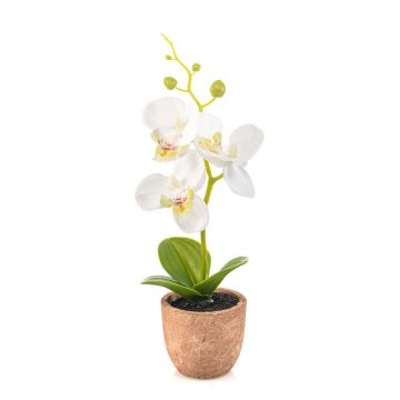 Plastic Phalaenopsis orchid LEONISA in terracotta pot, white, 8"/20cm Plastic Phalaenopsis orchid LEONISA in terracotta pot, white, 8"/20cm