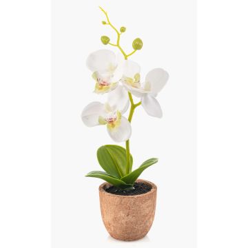 Plastic Phalaenopsis orchid LEONISA in terracotta pot, white, 8"/20cm