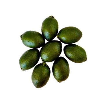 Decorative fruit 8x Limequat POLASY, dark green, 1.8"/4,5cm, Ø1.1-1.3"/2,8-3,2cm