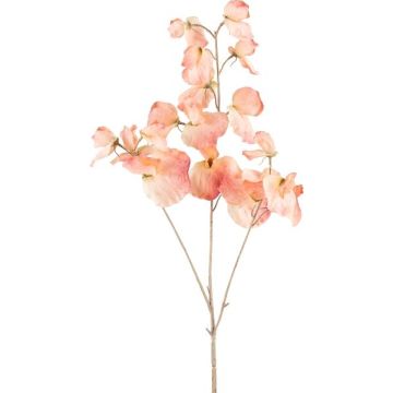 Decorative branch Lathyrus latifolius SLIRKEN, apricot, 30"/75cm