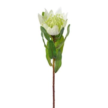 Decorative flower King protea WANBA, white, 20"/50cm Decorative flower King protea WANBA, white, 20"/50cm