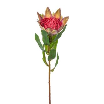 Decorative flower King protea WANBA, green-pink, 20"/50cm Decorative flower King protea WANBA, green-pink, 20"/50cm
