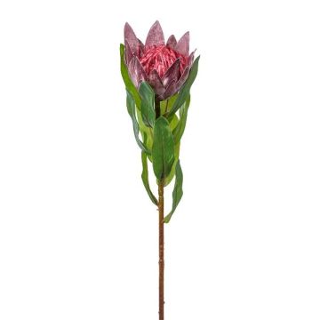 Decorative flower King protea WANBA, purple, 20"/50cm Decorative flower King protea WANBA, purple, 20"/50cm