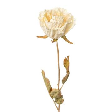 Decorative flower Rose PANSOK, dry look, cream, 22"/55cm