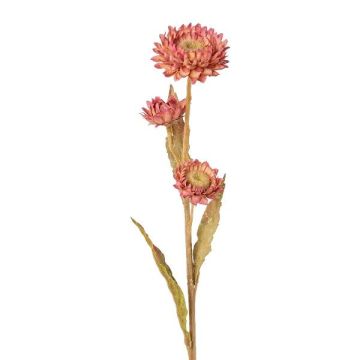Decorative flower Cape strawflower BERLENA, pink, 24"/60cm Decorative flower Cape strawflower BERLENA, pink, 24"/60cm