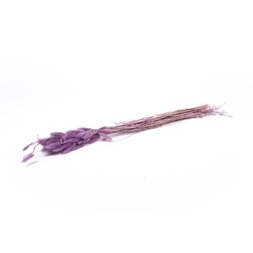Dried Lagurus grass BORKA, bunch, purple, 22"-30"/55-75cm, Ø4.7"/12cm
