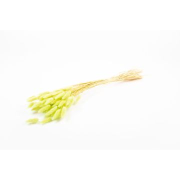 Dried Lagurus grass BORKA, bunch, light green, 22"-30"/55-75cm, Ø4.7"/12cm