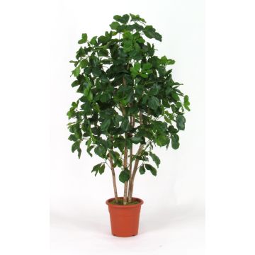 Artificial schefflera NANETTE, real stems, green, 6ft/175cm - Made in Italy