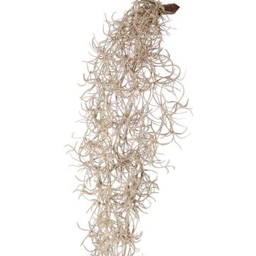 Artificial Tillandsia usneoides LIVADI on a stick, grey, 4ft/115cm