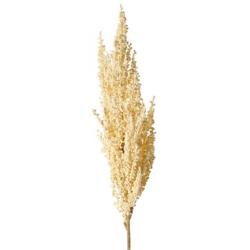 Decorative sorghum branch WADDY with ears, cream, 31"/80cm Decorative sorghum branch WADDY with ears, cream, 31"/80cm