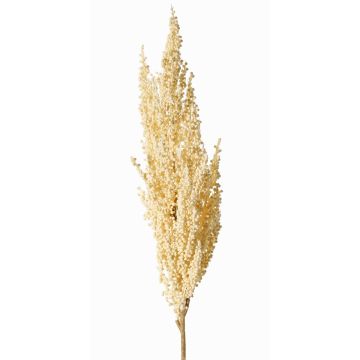 Decorative sorghum branch WADDY with ears, cream, 31"/80cm Decorative sorghum branch WADDY with ears, cream, 31"/80cm