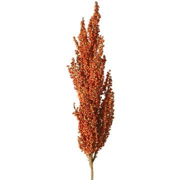 Decorative sorghum branch WADDY with ears, orange, 31"/80cm Decorative sorghum branch WADDY with ears, orange, 31"/80cm
