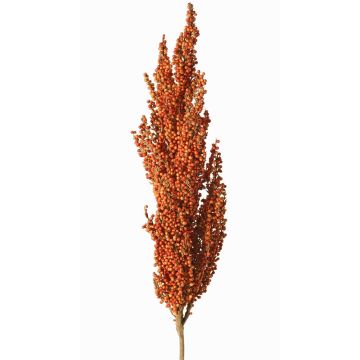 Decorative sorghum branch WADDY with ears, orange, 31"/80cm Decorative sorghum branch WADDY with ears, orange, 31"/80cm