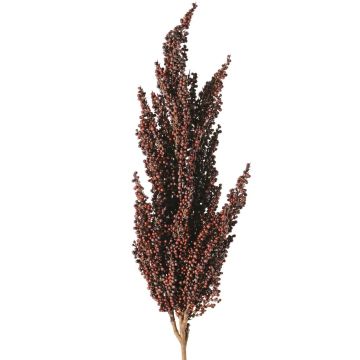 Decorative branch, sorghum WADDY with ears, dark red, 31"/80cm Decorative branch, sorghum WADDY with ears, dark red, 31"/80cm