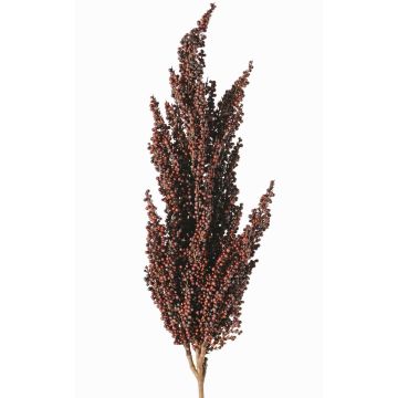 Decorative branch, sorghum WADDY with ears, dark red, 31"/80cm Decorative branch, sorghum WADDY with ears, dark red, 31"/80cm