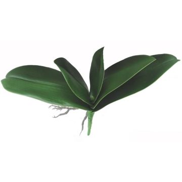 Artificial Phalaenopsis orchid leaves PRIMALA, aerial roots, 8"x10"/21x26cm Artificial Phalaenopsis orchid leaves PRIMALA, aerial roots, 8"x10"/21x26cm